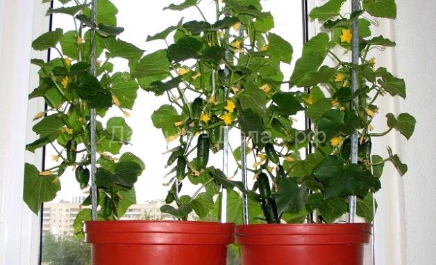 Как выращивать балконные огурцы в домашних условиях
