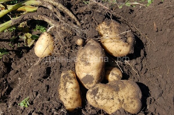 Как понять, что пора копать картофель?