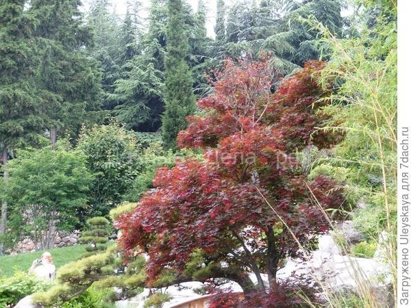 Краснолистные деревья - фавориты дач в королевских одеждах