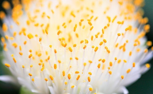 Олений язык – необычный комнатный цветок
