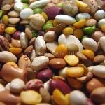 Овощные бобы – растения из семейства бобовые