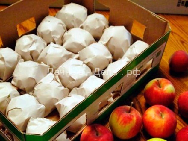 Яблоки: как правильно собирать и хранить