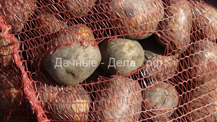 Картофель убивает: Чем опасен самый популярный у русских овощ