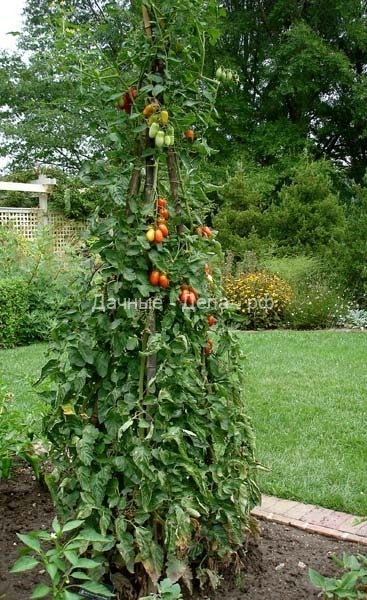 4 самых удобных способа подвязки помидоров