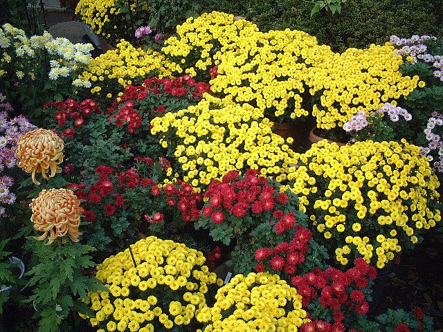 Посадка цветов осенью: какие цветы можно и нужно сеять под зиму