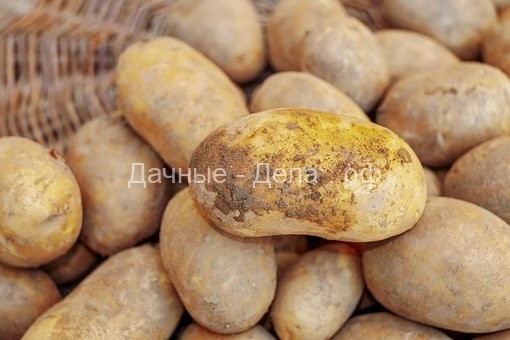 5 главных ошибок при хранении картофеля