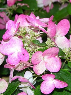 Цветы гортензии в саду