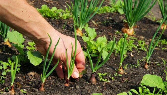 Вредные советы огородникам и садоводам