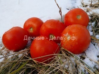 Как сажать помидоры под зиму в открытый грунт