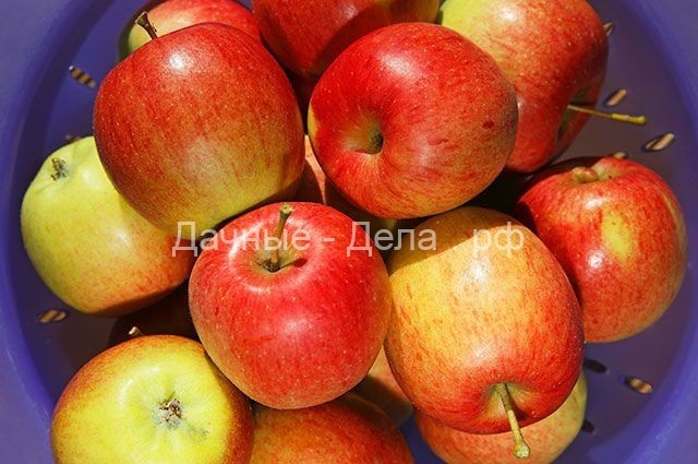 5 мифов о яблонях и 4 рецепта для тех дачников, кто в этом году собрал отличный урожай этого фрукта