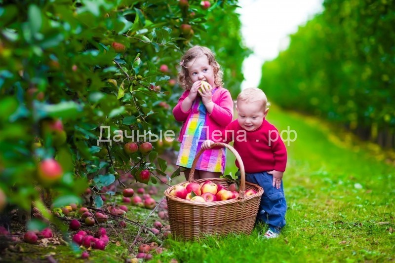 Семь секретов хорошего урожая яблок