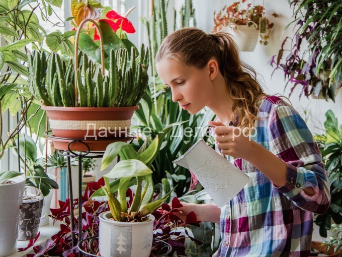 Как лучше всего организовать полив комнатных растений