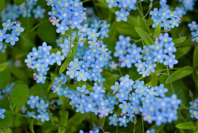 Ярко-синие цветы для ландшафта