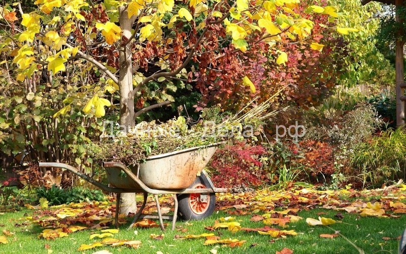 Уход за садом осенью — защита, подкормка, полив