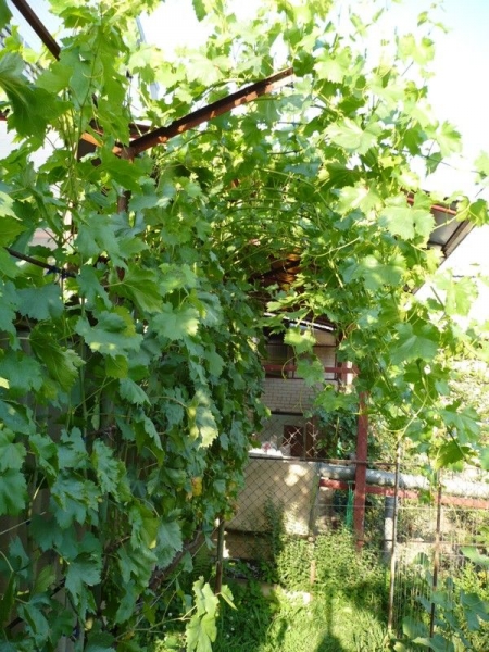 Шпалеры для ведения винограда со свисающим приростом