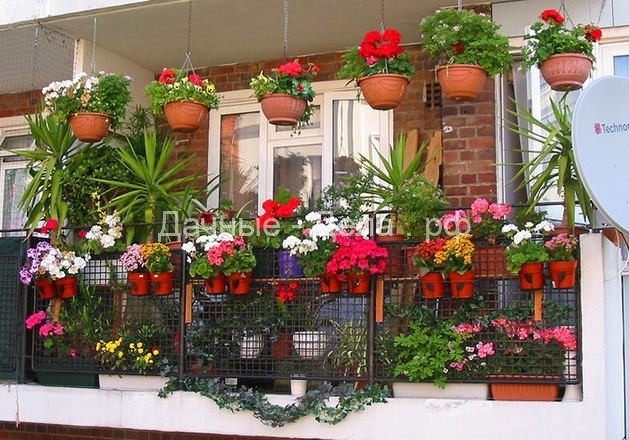 Как вырастить цветы на балконе