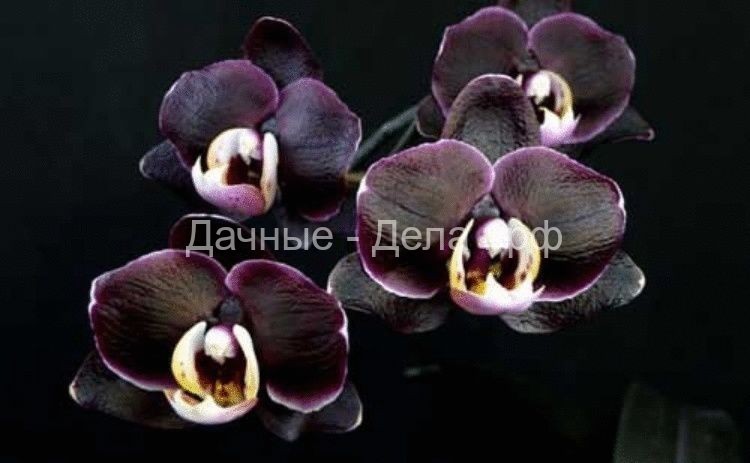 Орхидея-сильный женский талисман - приметы про орхидею в доме