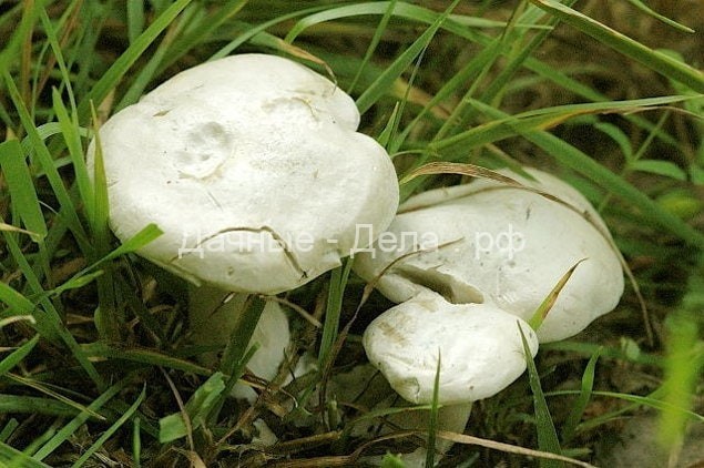 Самые опасные грибы в России