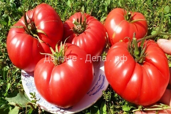 Не давайте томатам голодать: где взять правильный калий и как подкормить
