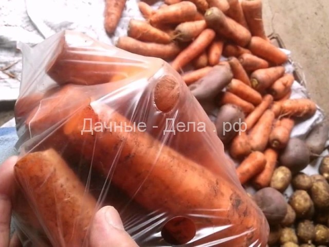 Проверенный способ хранения моркови