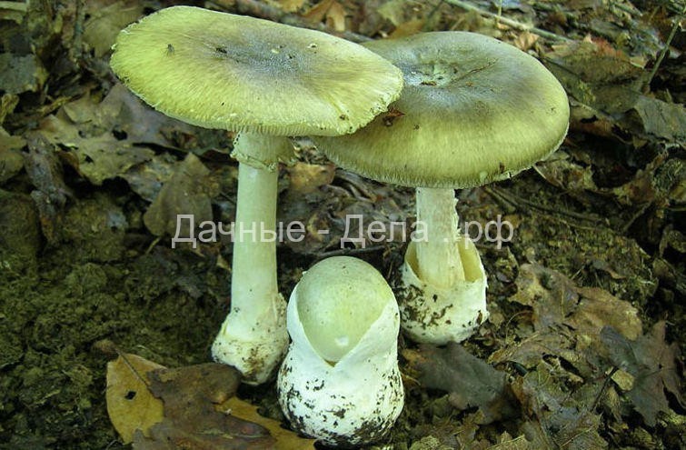 Самые опасные грибы в России