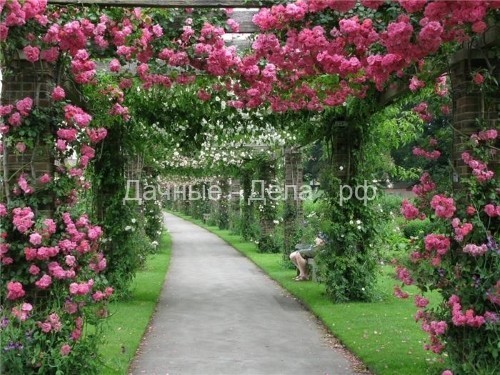Сказочно красивая крытая аллея из плетистых роз
