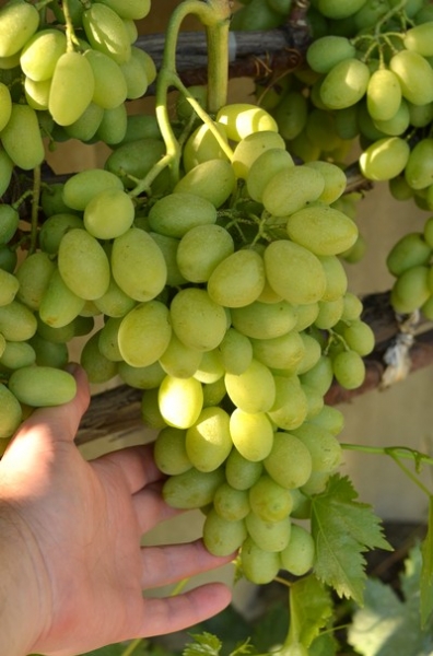 Уход за виноградом в августе