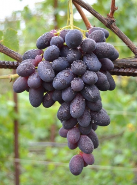 Уход за виноградом в августе