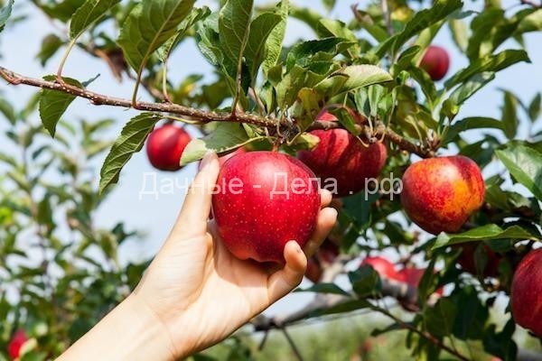 Как в два раза повысить урожай яблок
