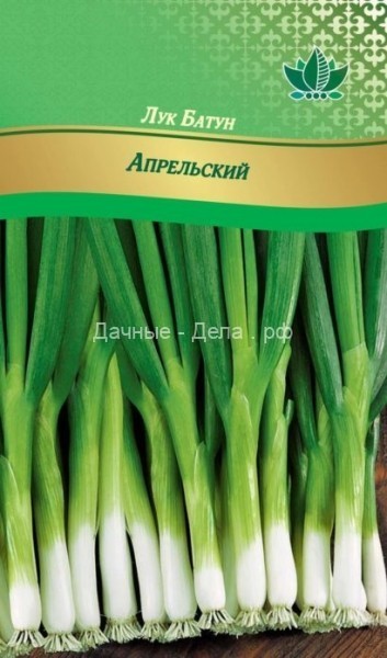 Лук-батун: надёжный поставщик витаминной сладкой зелени