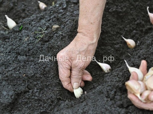 Основные хитрости посадки чеснока на зиму для получения большого урожая