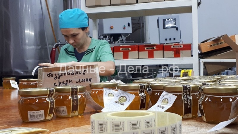 «Все рабочие пчёлы погибли ещё в июне»: из-за производства рапса для Европы в России начались проблемы с мёдом