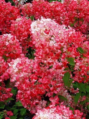 Цветы гортензии в саду