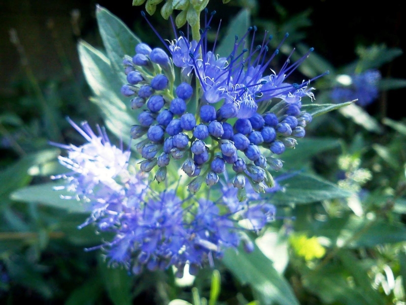 Ярко-синие цветы для ландшафта