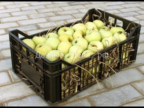 Яблоки: как правильно собирать и хранить