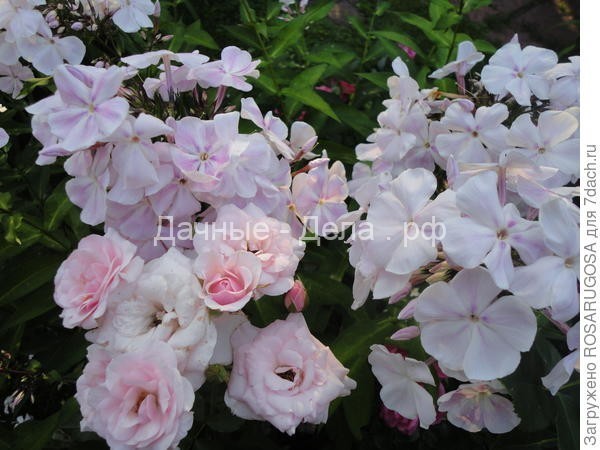 Хорошие соседи для роз: какие растения можно посадить рядом с королевой сада