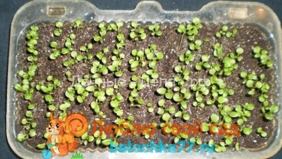 Выращивание цинерарии из семян и его особенности