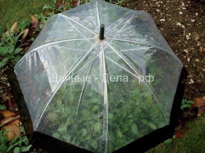 5 идей по использованию старого зонта на даче