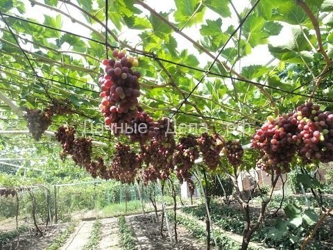 Шпалеры для ведения винограда со свисающим приростом