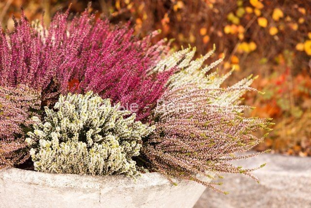 13 восхитительных растений, цветущих в сентябре