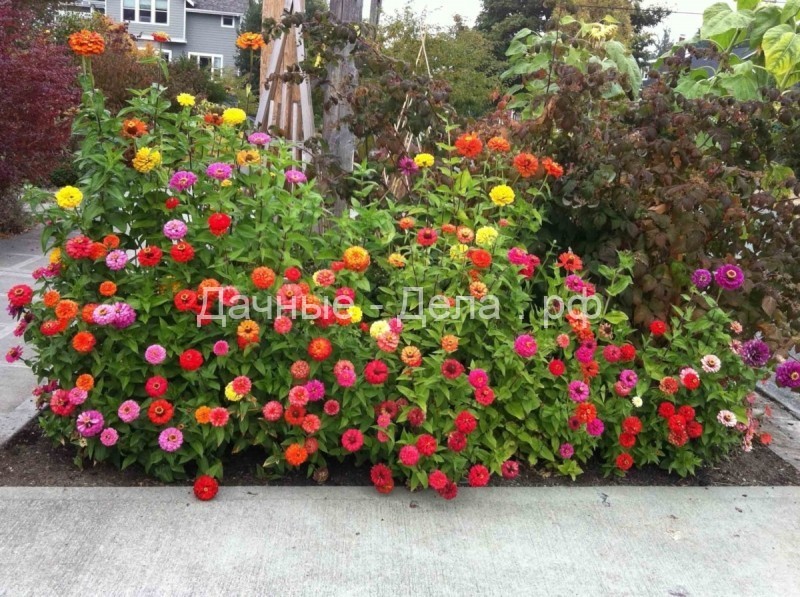 Красивый сад: список растений, цветущих поочерёдно с марта по ноябрь