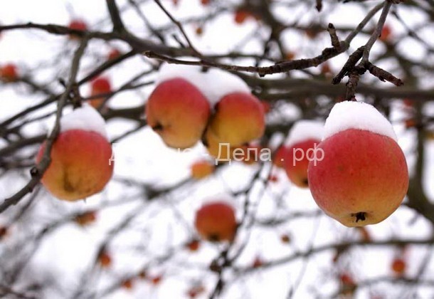 Как подготовить яблони к зиме: действенные способы