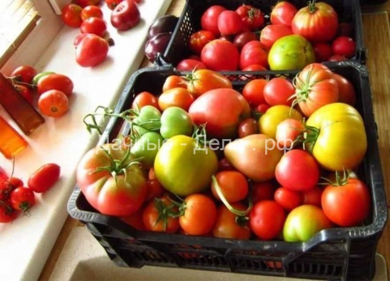 Ускорить созревание помидоров (томатов), приемы быстрого созревания