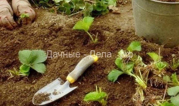 Выращивание клубники - секреты опытных садоводов