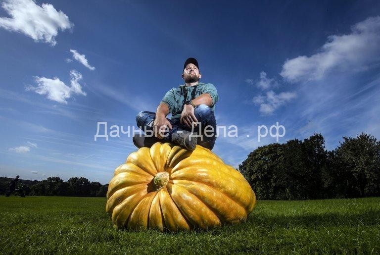 Битва великанов: гигантская тыква весом почти 300 кг победила в овощном конкурсе в Британии