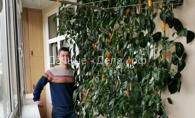Забор из перца в московской квартире: городской фермер делится опытом