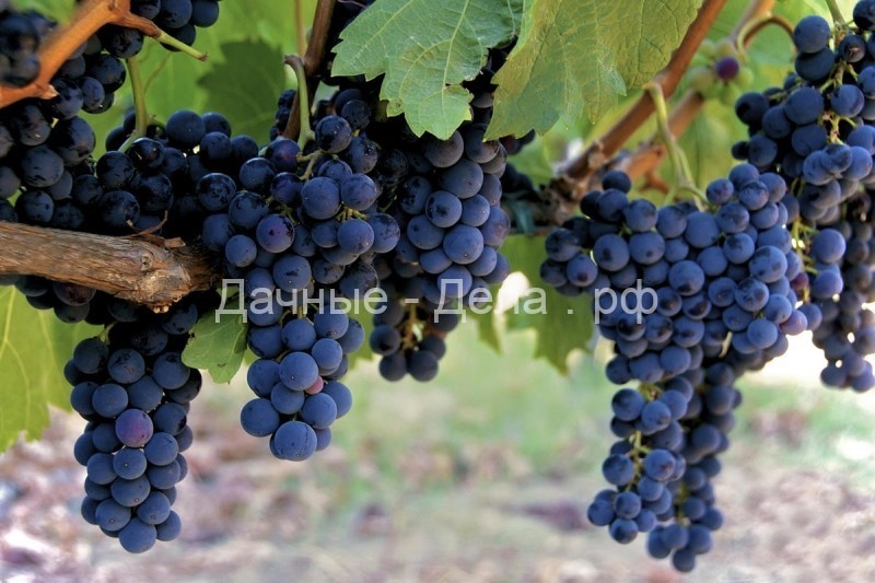 Щедрый дар: интересные сорта винограда для средней полосы