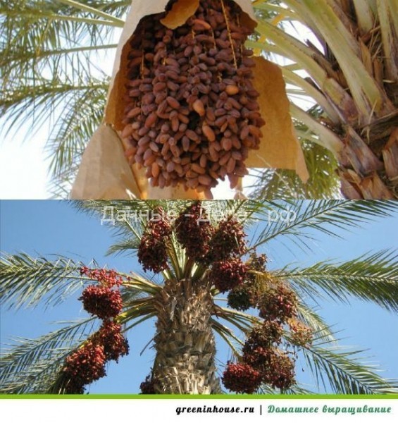 Финиковая пальма в домашних условиях