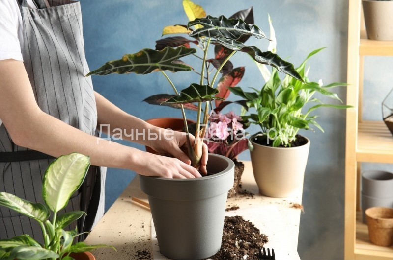 Можно ли пересаживать комнатные растения осенью? Особенности осенней пересадки