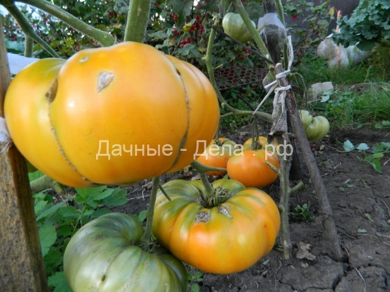 Немного о томатах-помидорах. Чтобы новенького посадить в следующем году.